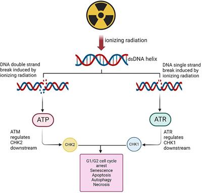 Ionising radiation exposure-induced regulation of selected biomarkers and their impact in cancer and treatment